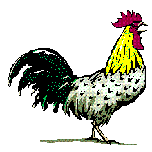 And the rooster crows again!